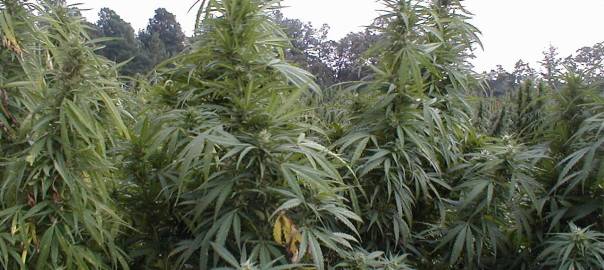 Loose Marijuana in Your Car Does Not Automatically Justify a Search: What Sellers v. Superior Court Means for Your Case